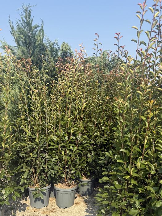Vand photinia red robin calitate superioara