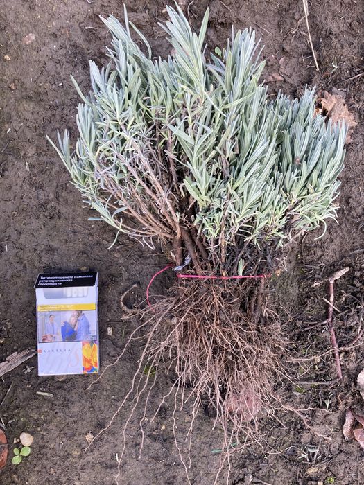 Лавандула разсад