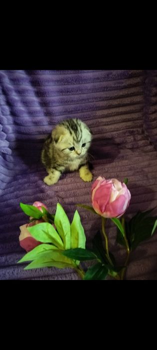 Вязка. Кот ждёт дам.