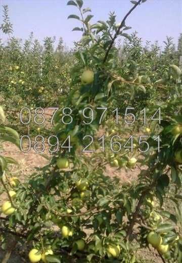 Продава се Земеделски имот в с. Катуница, Област Пловдив -  кв.м за 6000 €/дка - Снимка #2