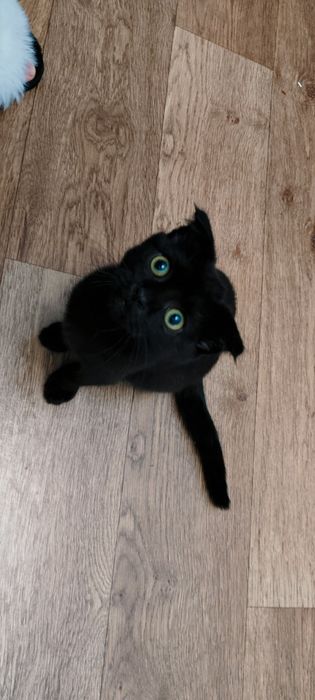 Шотландский котик скотиш фолд