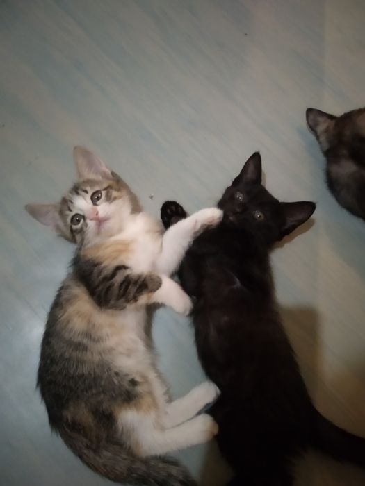 Котята объявления