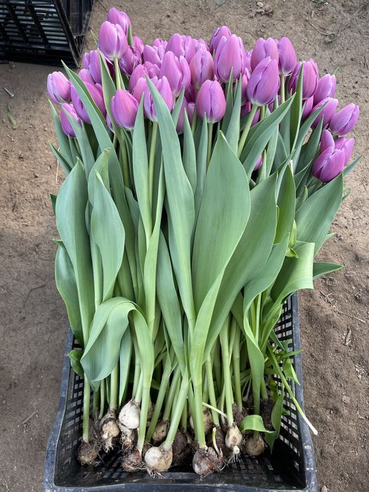 Тюльпаны оптом