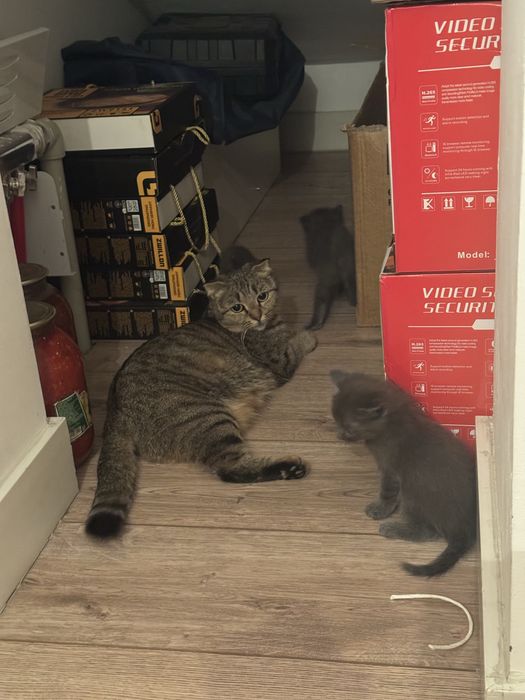 Породные котята Шымкент