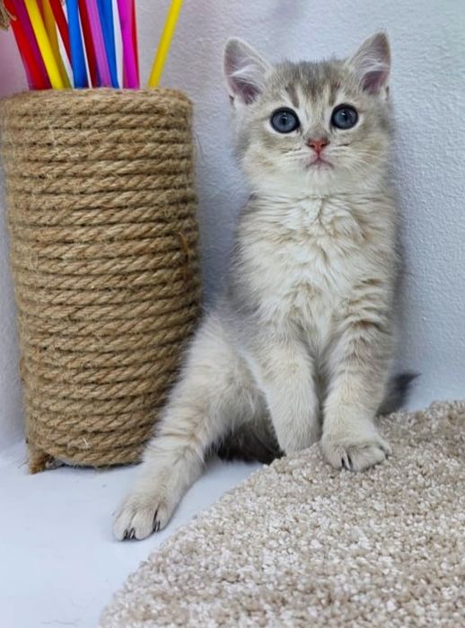 кОтЯта БриТанСкиЕ