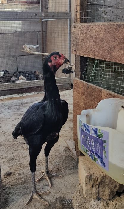 00 тали дакан жужа макёнлар оптом ва донага сотилади тухумда