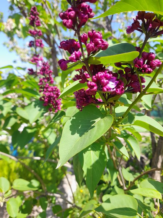 Саженцы сирени продам