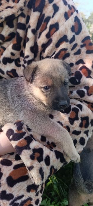 Немецкая овчарка щенки