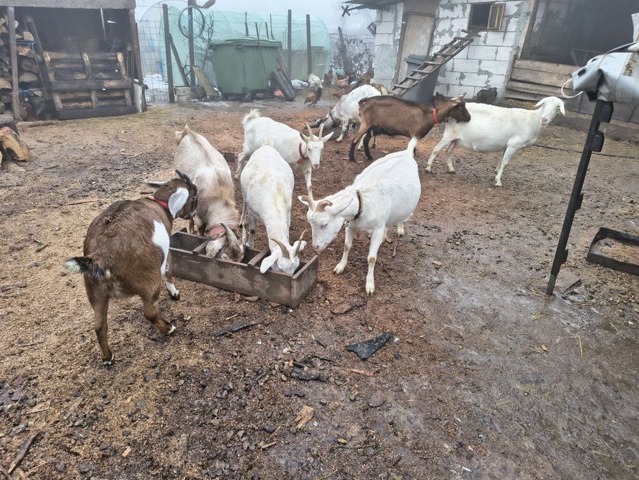 Vând Capre Murciano-Granadina  Alpine Franceze,Sannen și Aglo Nubiene