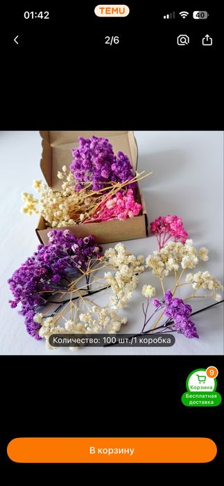 Сухоцветы для декора