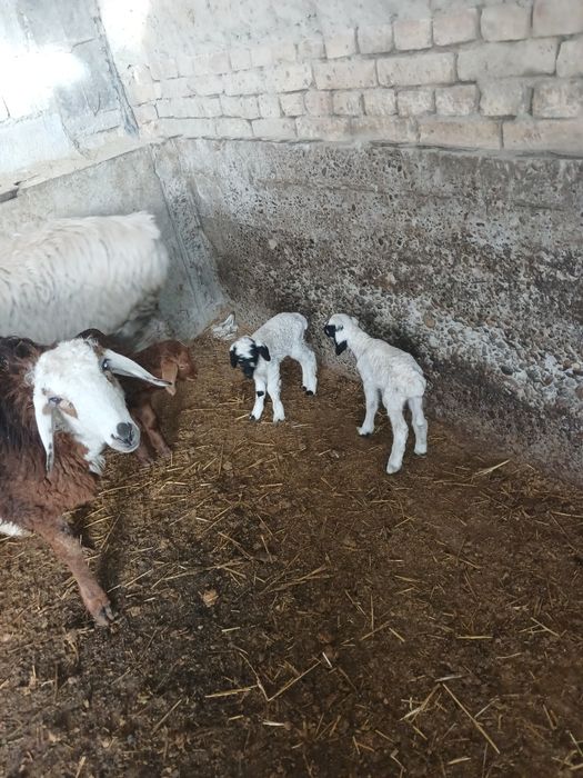 Egiz qoʻylar sotiladi