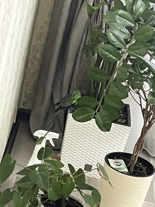 Продам попугаев!