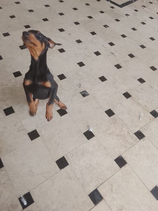 Хороший собака воспитание