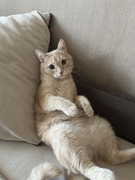Отдам в хорошие руки кота