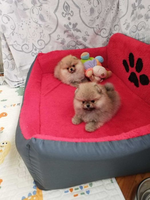 Миниатюрни померани