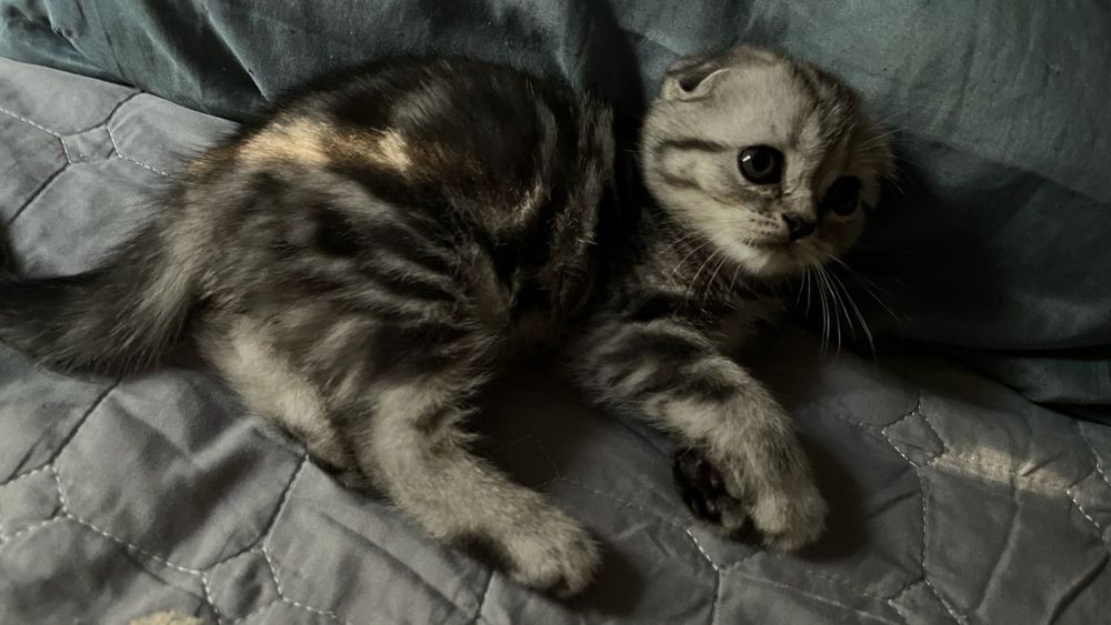 Шотландская кошка