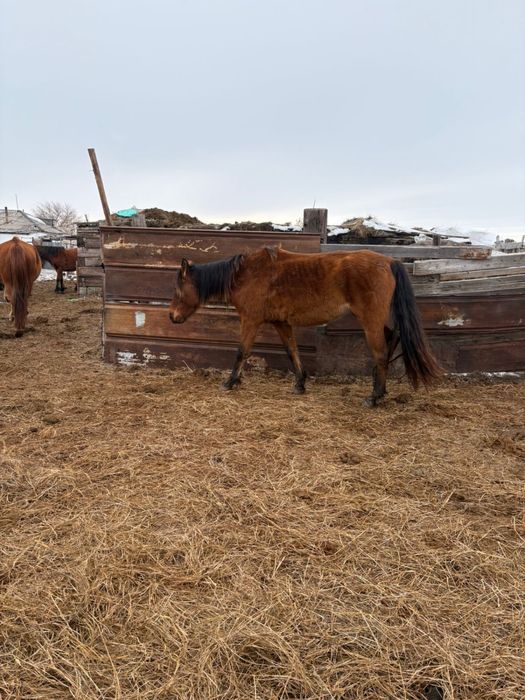 Продам 4 кобыла, 4 бие сатылады, торг бар