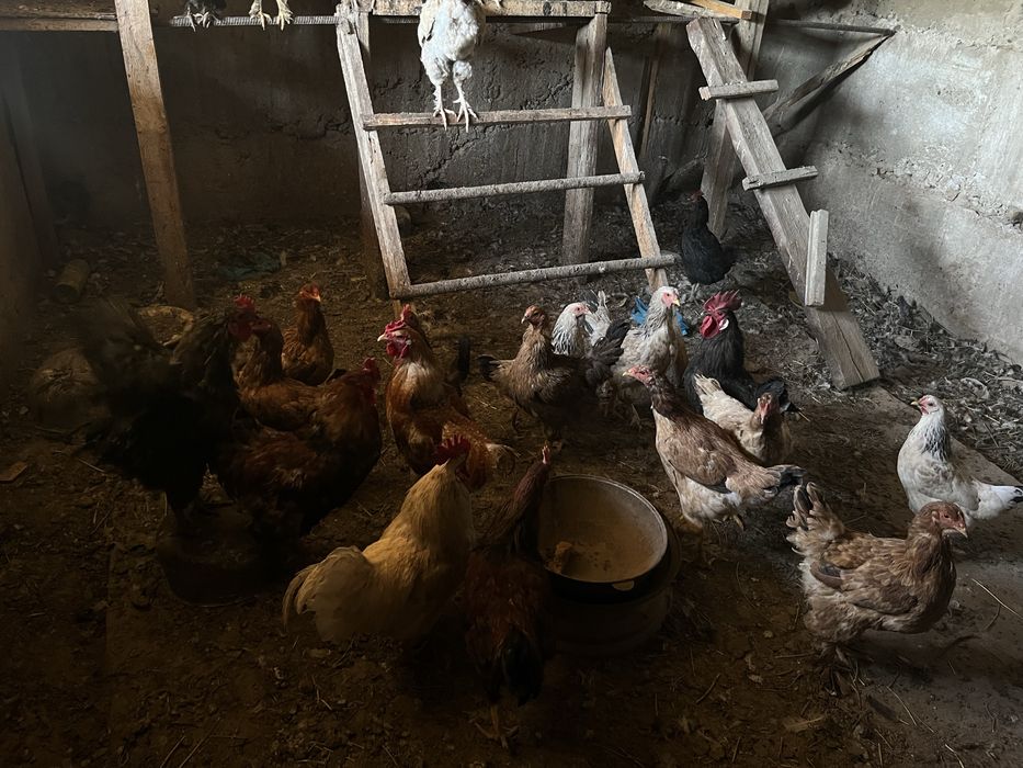 Продам куриц и циплят