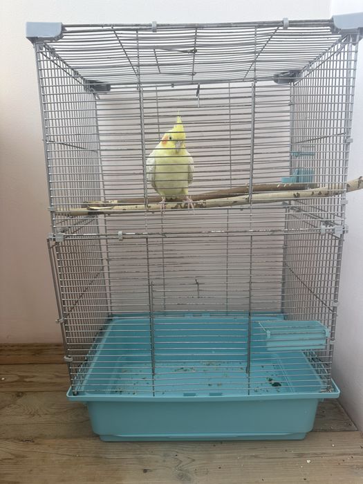 Продам ручную кореллу (лютино)
