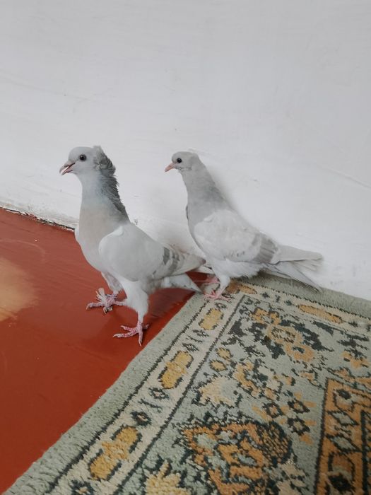 Голуби  бакинцы.пепельные.