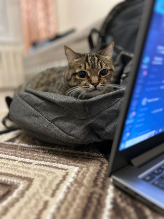 Ищем дом для кота