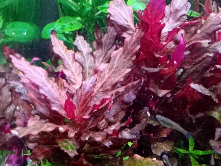 Продам аквариумные растения