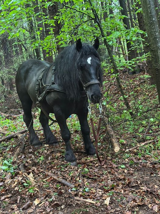 Vând sau Schimb 2 armasari