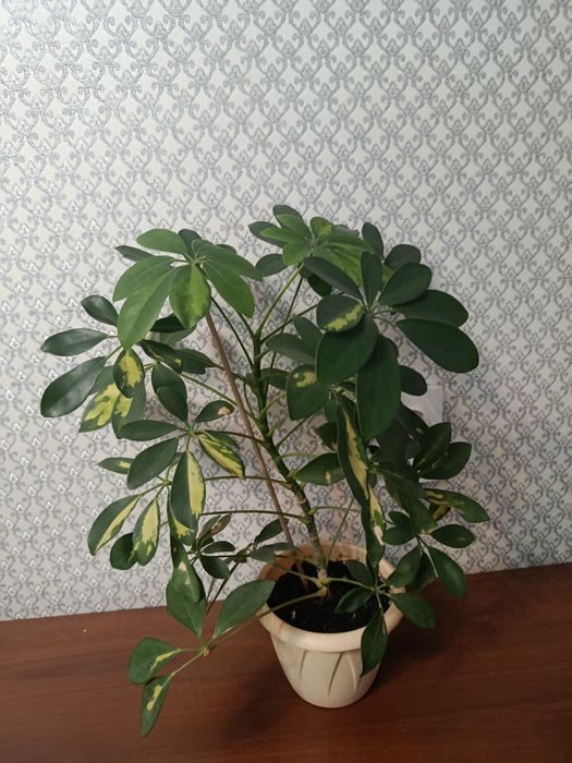 Продам комнатные растения