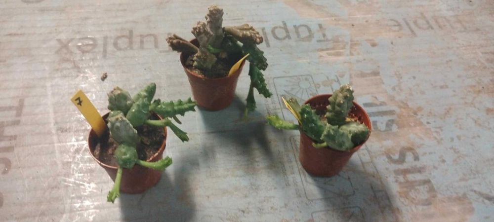 Стапелия (Stapelia) – Пиарантус и Вариагата