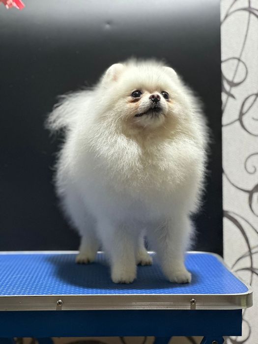 Вязка шпица