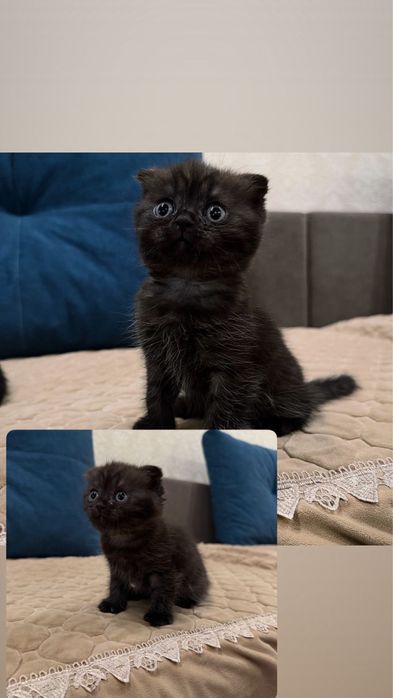 Шикарные котята Шотланцы продажа