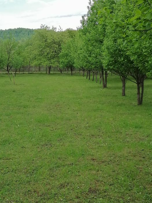 Teren Brebu vanzare 26 euro/mp