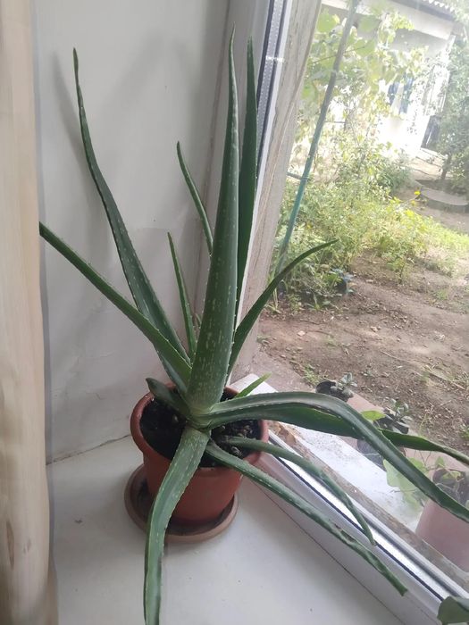 Продаю цветы для дома и офиса