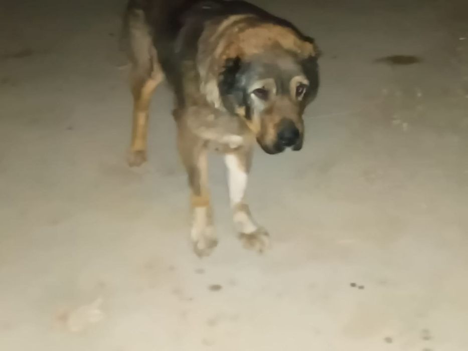 Город Кызылорда. В Добрые руки!Алабай,ургашы.Умная,ходит за человеком,