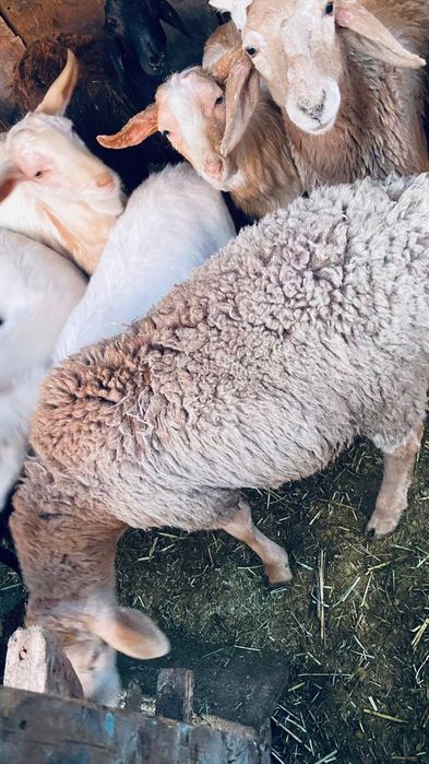 Кошкарлармен лактар