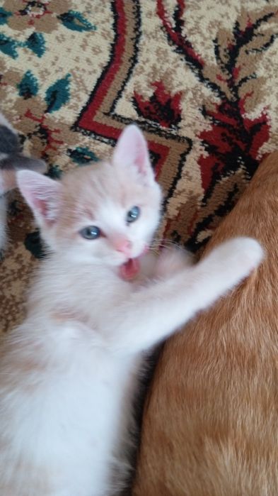 Отдам в добрые руки котят девочку и мальчика
