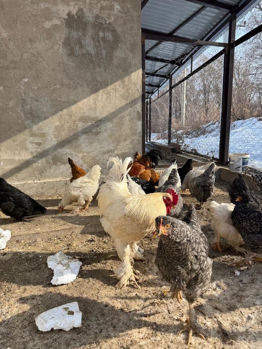 Продам молодого петуха