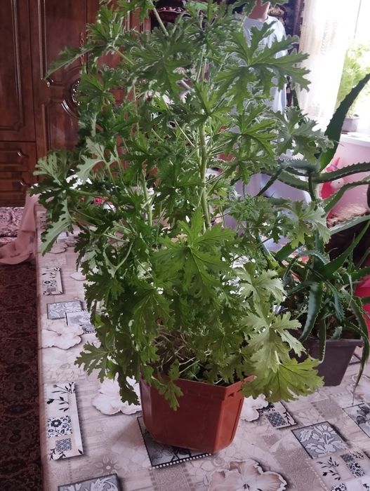 Pelargoniya xonaki gullar sotiladi
