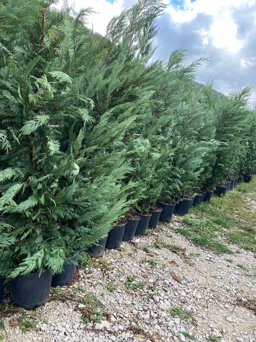 Leylandii Verde pentru Gard Viu - Plante Ornamentale
