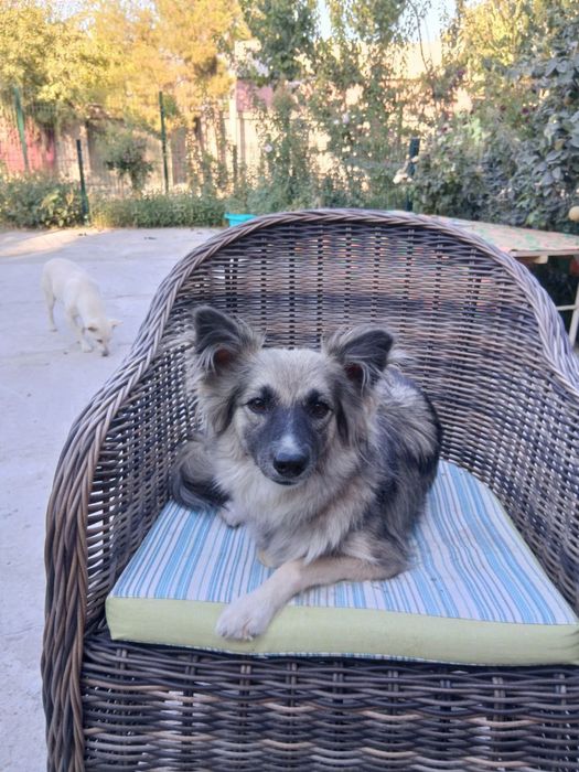 Девочка ищет дом и семью!