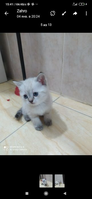 Qiz bola mushuk metis