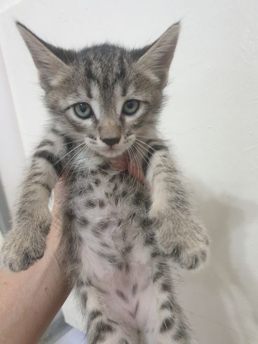 Котята в самые добрые руки