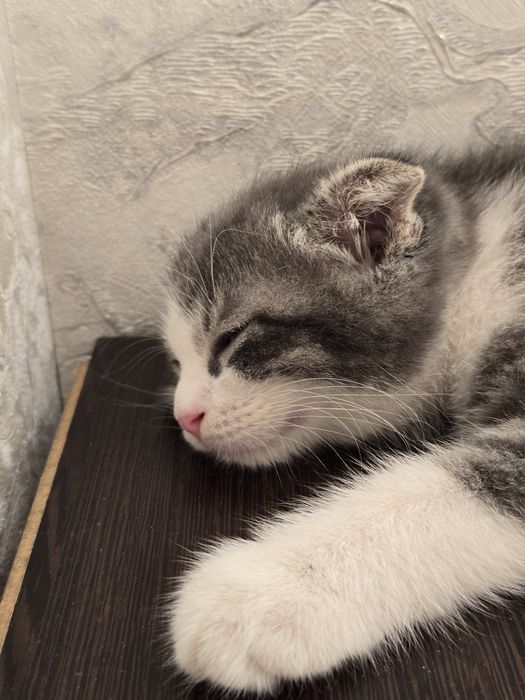 Породистый котенок