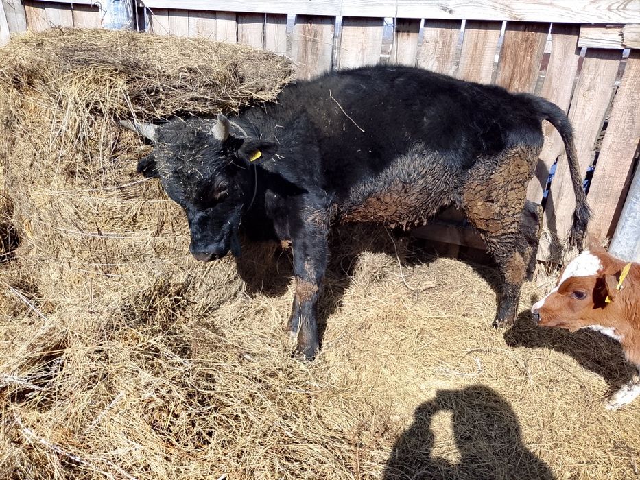 Продам быка .возраст 1год и 2 месяца