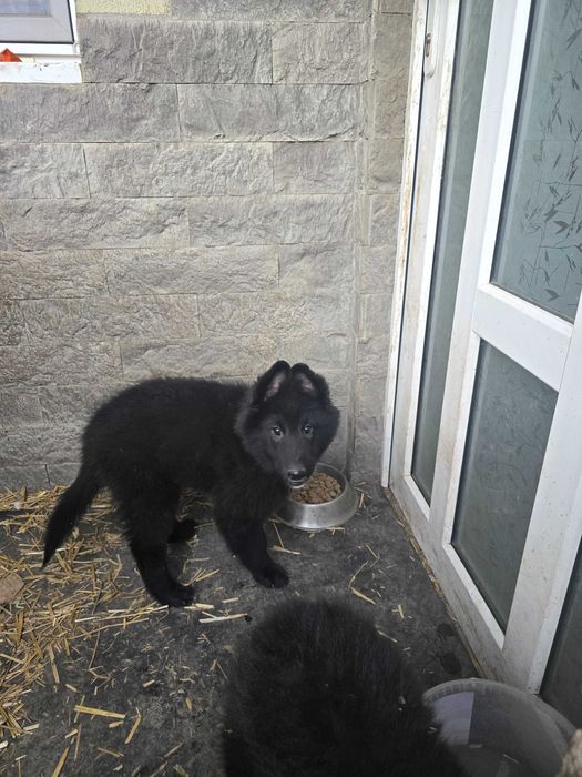 Ciobanesc belgian groenendael