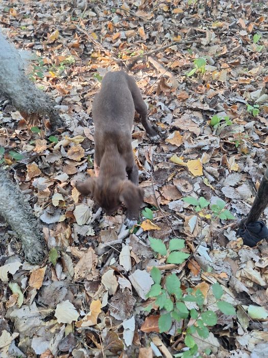 Lagotto brac metis
