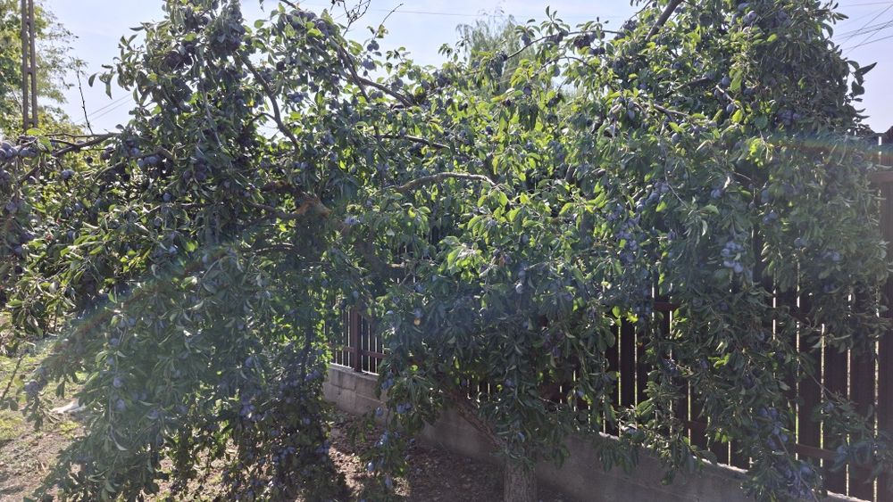 Prune pentru țuică