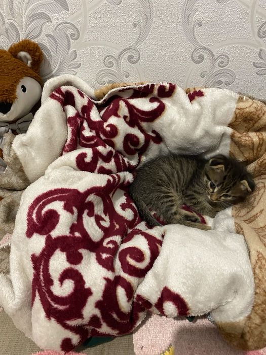 Котёнок веслоухий