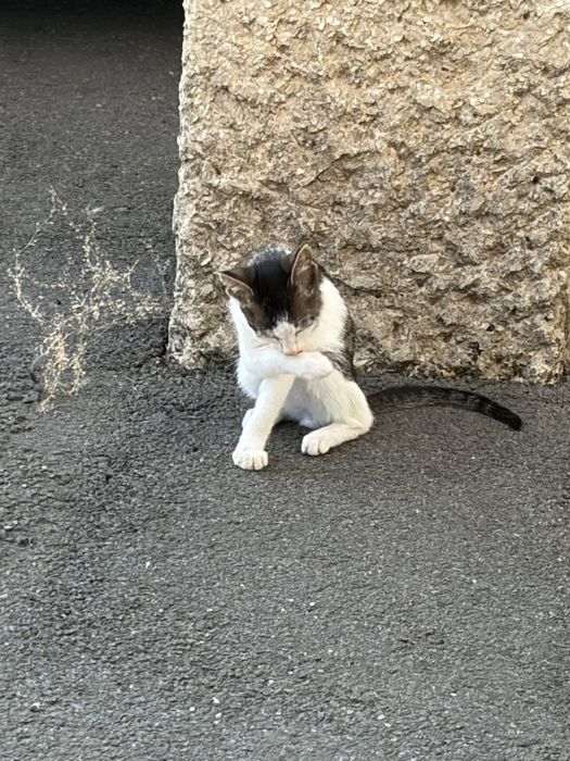Motănel de 3 luni, salvat de pe stradă, își caută urgent familie în București!