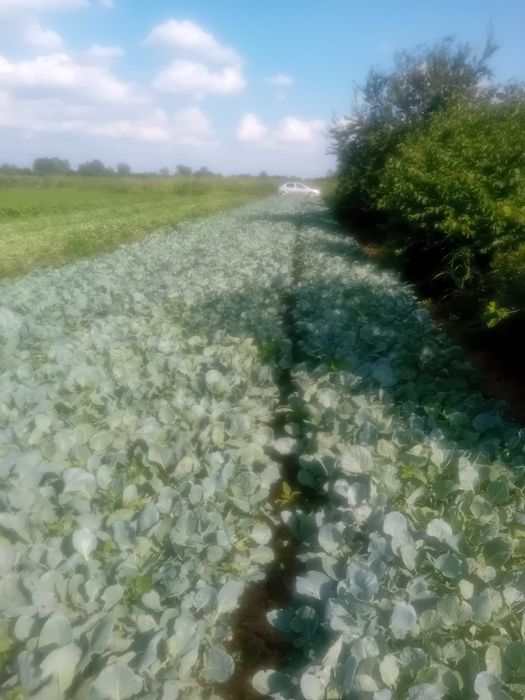 Vând răsad de varza românească